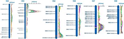 Molecular mapping of QTLs for grain dimension traits in Basmati rice